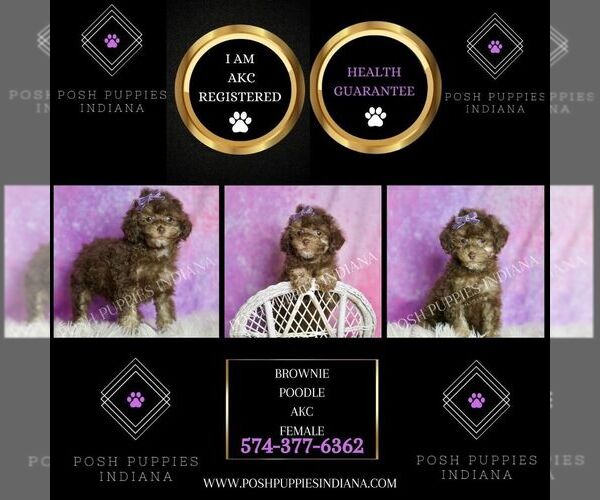 Medium Photo #39 Poodle (Toy) Puppy For Sale in WARSAW, IN, USA