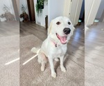 Small #3 Golden Pyrenees
