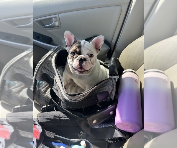 Medium Photo #3 French Bulldog Puppy For Sale in SIOUX FALLS, SD, USA