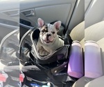 Small #2 French Bulldog