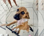 Small #2 Mutt
