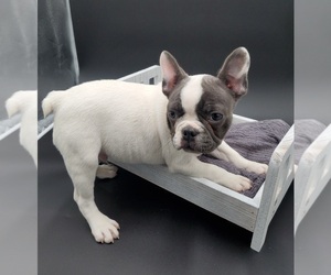 French Bulldog Puppy for sale in GOSHEN, IN, USA