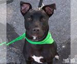 Small #4 Labrador Retriever-Retriever  Mix