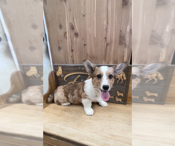 Medium Photo #1 American Corgi Puppy For Sale in SANDY VALLEY, NV, USA