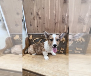American Corgi Puppy for sale in SANDY VALLEY, NV, USA