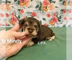 Small Photo #2 Schnauzer (Miniature) Puppy For Sale in WINNSBORO, LA, USA