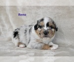 Puppy Reno Miniature Australian Shepherd