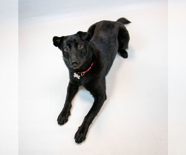 Medium Photo #2 Border Collie-Unknown Mix Puppy For Sale in Kennesaw, GA, USA