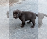 Small #10 Labrador Retriever