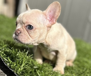 French Bulldog Puppy for sale in HOUSTON, TX, USA