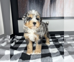Miniature Bernedoodle Puppy for sale in FRANKLIN, IN, USA