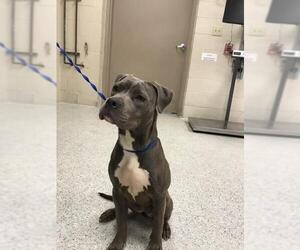 American Pit Bull Terrier-Unknown Mix Dogs for adoption in Conroe, TX, USA