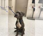 Small American Pit Bull Terrier Mix