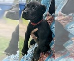 Small Photo #22 Cane Corso Puppy For Sale in ANDERSON, IN, USA