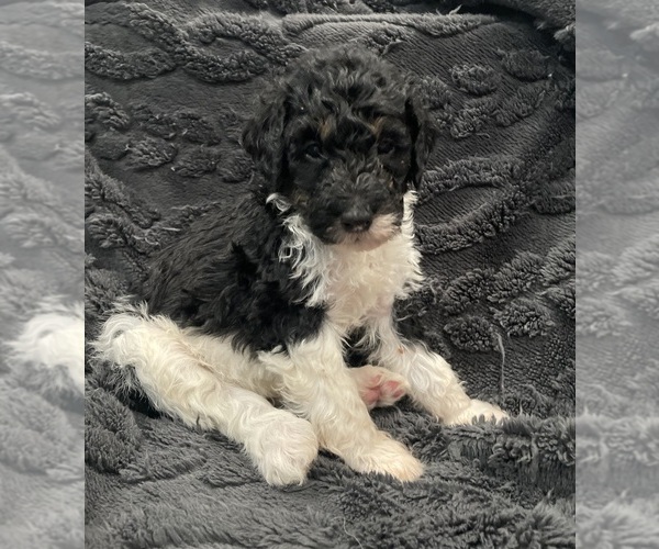Medium Photo #16 Bernedoodle Puppy For Sale in ZEELAND, MI, USA