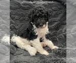 Small #15 Bernedoodle
