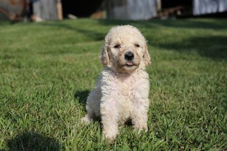 Goldendoodle-Poodle (Standard) Mix Puppy for sale in GLASGOW, KY, USA