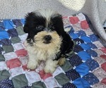 Small #4 Shorkie Tzu
