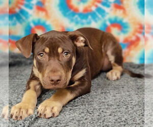 American Pit Bull Terrier-Labrador Retriever Mix Dogs for adoption in Talladega, AL, USA