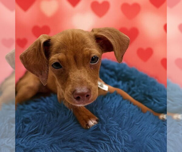 Medium Photo #1 Chihuahua-Unknown Mix Puppy For Sale in Vail, AZ, USA