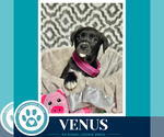 Small #1 Labrador Retriever Mix