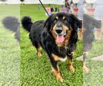 Small Bernese Mountain Dog Mix