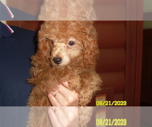 Poodle (Toy) Puppy for sale in DULUTH, GA, USA