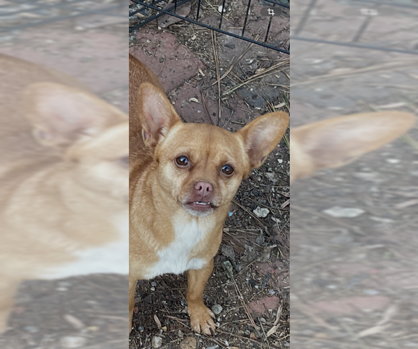 Medium Photo #10 Chiranian Puppy For Sale in Atlanta, GA, USA