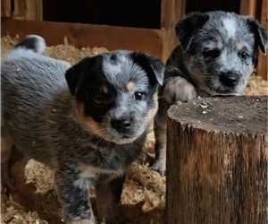 Australian Cattle Dog Puppy for sale in CURRAN, MI, USA