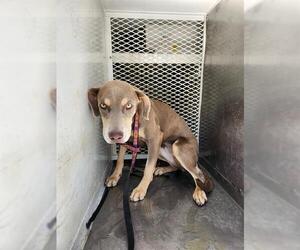 American Pit Bull Terrier Dogs for adoption in Bakersfield, CA, USA
