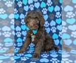 Small Photo #5 Aussiedoodle Puppy For Sale in PORT DEPOSIT, MD, USA