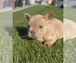 Small Photo #24 French Bulldog Puppy For Sale in CALABASAS HILLS, CA, USA