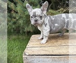 Small #1 French Bulldog