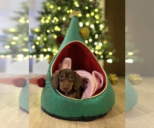 Dachshund Puppy for sale in EDISON, NJ, USA