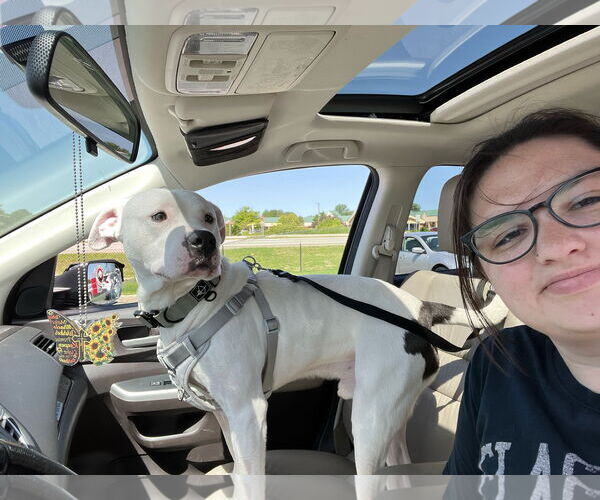 Medium Photo #4 Boxer-Unknown Mix Puppy For Sale in Holland, MI, USA