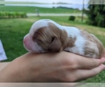 Puppy 3 Cavalier King Charles Spaniel