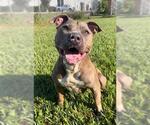 Small #1 Staffordshire Bull Terrier