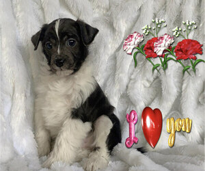 Mauzer Puppy for sale in SAN FRANCISCO, CA, USA