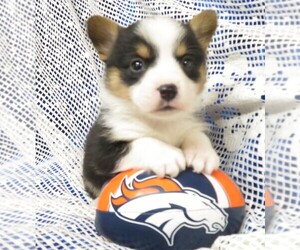 Pembroke Welsh Corgi Puppy for sale in NORWOOD, MO, USA
