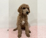 Small Poodle (Standard)