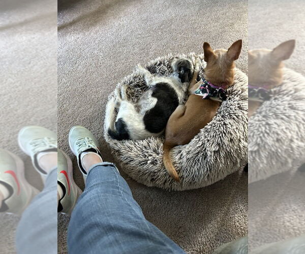 Medium Photo #3 Chihuahua Puppy For Sale in Mundelein, IL, USA