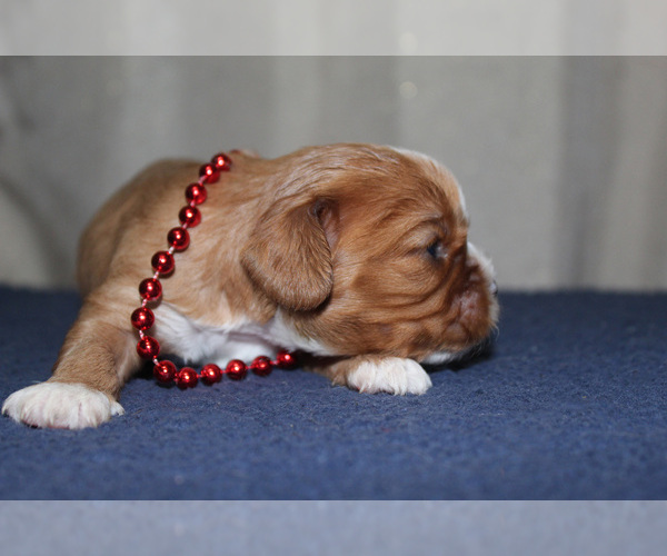 Medium Photo #2 Cavalier King Charles Spaniel Puppy For Sale in SPRING HILL, FL, USA