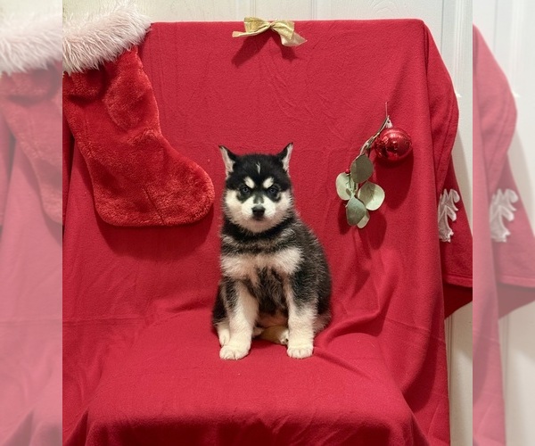 Medium Photo #2 Siberian Husky Puppy For Sale in ALTON, IL, USA