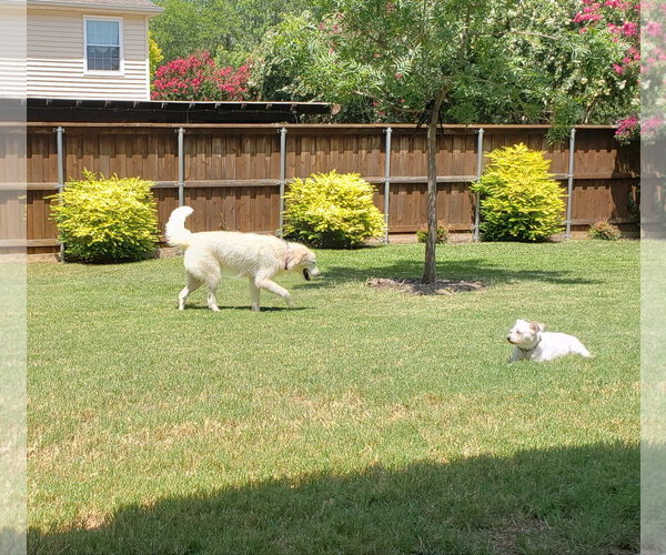 Medium Photo #6 Great Pyrenees Puppy For Sale in Dallas, TX, USA
