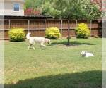 Small #5 Great Pyrenees