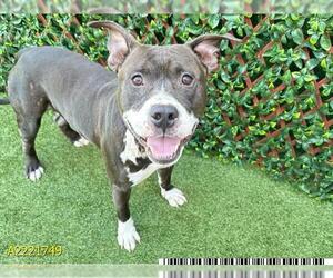 American Pit Bull Terrier Dogs for adoption in West Palm Beach, FL, USA