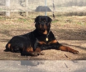 Father of the Rottweiler puppies born on 03/02/2022