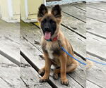Small #27 German Shepherd Dog