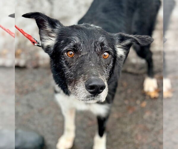 Medium Photo #5 Border Collie Puppy For Sale in Canton, CT, USA