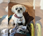 Small Photo #1 Mal-Shi Puppy For Sale in ROGERS, MN, USA